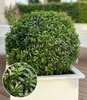 BALDUR Garten 1x Euonymus 'Green Empire®', Pflanze im 9x9 Produktbild-Vorschau 1