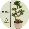 Bonsaï - Ficus microcarpa 'ginseng' - Hauteur 55-65cm - Voir les images du produit 2