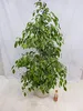 [Palmenlager] - XL Ficus benjamini "Golden King" 150 cm // Produktbild-Vorschau 2