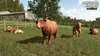A pastoral scene with Highland cattle in a grassy field, with a barn and trees in the background. Produktbild-Vorschau