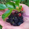 Morušovník černý o  2L Náhled obrázku produktu 3