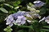 Hydrangea serr. 'Bluebird' - Hortensien  25- 30 cm Produktbild-Vorschau 2