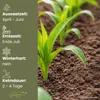 GardenTaurus®  Zuckermais Golden Bantam sehr süß Produktbild-Vorschau 4
