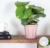 Bloomique - Calathea Orbifolia - Korbmarante Produktbild-Vorschau 2