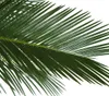 Dehner Sagopalmfarn, Cycas revoluta, palmenartige Produktbild-Vorschau 2