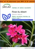 SAFLAX Garden in the bag - Rose du désert - 8 graines - Voir les images du produit 1