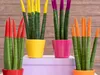 Bloomique - Lot de 2 - Sansevieria Velvet Touch - Langue de Voir les images du produit 4