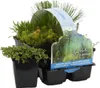 Bloomique - 6er Set - Sauerstoff Teichpflanzen - Produktbild-Vorschau 1