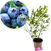 A close-up of blueberries next to a potted blueberry plant. Náhľad obrázku produktu