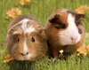 3 D Magnet Meerschweinchen 9 x 7 cm, Tiere Waldtier, Produktbild-Vorschau 3