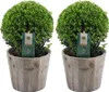 Plants by Frank | Echte Stechpalme Kugel im Holztopf | Ilex Produktbild-Vorschau 1
