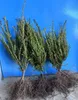 Eibe Taxus baccata 50–80 cm | Baumschulware | Immergrüne Produktbild-Vorschau 2