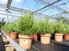 4x echter Rosmarin Officinalis 50 - 60 cm Höhe, XL Busch Ø Produktbild-Vorschau 6