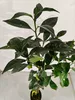 Citrus sinensis 'Navelina', Navelorange, 3-Liter-Topf Produktbild-Vorschau 3