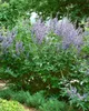 Vitex agnus-castus, Mönchspfeffer, 40–60 cm Produktbild-Vorschau 1