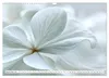 Die Leichtigkeit der Blüten (Wandkalender 2027 DIN A3 Produktbild-Vorschau 10