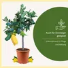 Meine Orangerie Buddhas Hand Zitrone Mezzo - echter Produktbild-Vorschau 5
