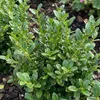 Bloomique - Zestaw 18 szt. - Ilex Crenata Jenny - Podgląd zdjęcia produktu 3