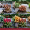 Stauden Gänge 3 x Astilbe arendsii 'Astary Red' im 0,5 Produktbild-Vorschau 6