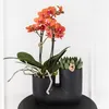 Kolibri Orchids | Set aus orangefarbener Bolzano-Orchidee Produktbild-Vorschau 2