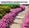 Blaukissen Rosa-rot Samen - Aubrieta deltoides - Produktbild-Vorschau 7