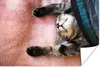 MuchoWow® Poster Schlafende Katze auf einem Teppich 60x40 Produktbild-Vorschau 1