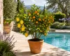 Amalfi: Trio di agrumi (circa 70 cm) – Limone, calamondino Anteprima dell’immagine prodotto 1