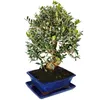 Bonsai – Solitär – Olivenbaum – Olea europaea – ca. 17 Produktbild-Vorschau 2