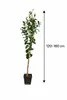 Zitronenbaum Citrus limon 'Eureka' 120–160 cm – Immergrün, Produktbild-Vorschau 5