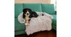 A dog is lying on a fluffy gray blanket on a teal sofa. Anteprima dell’immagine prodotto