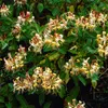 2er-Set - Lonicera Henryi - Geißblatt - Orange, Rot - Produktbild-Vorschau 1