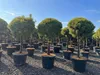 Pinus Sylvestris 170 cm Waldkiefer winterhart -30°C Produktbild-Vorschau 4