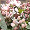 3 x Clematis armandii Apple Blossom (sempreverde, rosa, Anteprima dell’immagine prodotto 4