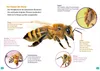 WAS IST WAS Erstes Lesen. Bienen Anteprima dell’immagine prodotto 2