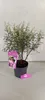 Calliandra surinamensis 'Dixie Pink', l'arbre à fleurs Voir les images du produit 4