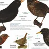 Einheimische Gartenvögel Poster deutsch DIN A1 84,1 x 59,4 Produktbild-Vorschau 3