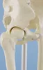 Model kostry Erler Zimmer "Skeleton Hugo", pohyblivý Náhľad obrázku produktu 6