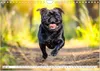 Mops-Mania - Der Spaßkalender für Mops-Fans (Wandkalender Produktbild-Vorschau 9