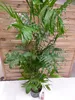[Palmenlager] XXL Chamaedorea Seifrizii 200 cm / Topf 27 cm Produktbild-Vorschau 4