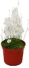 Miesozerna roslina - Waz wodny - Utricularia livida - Podgląd zdjęcia produktu 1