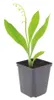 Convallaria majalis | 24 sztuki - 10-25cm - Ø9cm - Roślina Podgląd zdjęcia produktu 2