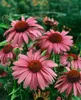 Echinacea purpurea 'Magnus', Sonnenhut, rosa, ca. 9x9 cm Produktbild-Vorschau 7