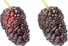 Morus rotundiloba "Mojo Berry", piccolo albero di gelso Anteprima dell’immagine prodotto 1