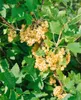 Ribes aureum, Gold-Johannisbeere, 60–100 cm Produktbild-Vorschau 8