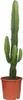 Euphorbia acurensis Ø 17 cm, 50 cm - Euphorbe cactée - Voir les images du produit 2