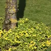 6 x Teppich Golderdbeere - Waldsteinia ternata | Topf 9cm x Anteprima dell’immagine prodotto 2