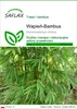 SAFLAX - Wapień-Bambus - 50 Nasiona - Dendrocalamus Podgląd zdjęcia produktu 1