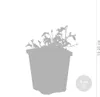 Bloomique - Zestaw 3 szt. - Mazus Reptans - Rośliny do Podgląd zdjęcia produktu 4