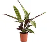 Korbmarante - Calathea lancifolia Produktbild-Vorschau 1