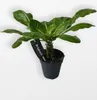 BALDUR Garten 2x Hawaii-Palme, Pflanzen im 12 cm-Topf, Produktbild-Vorschau 3